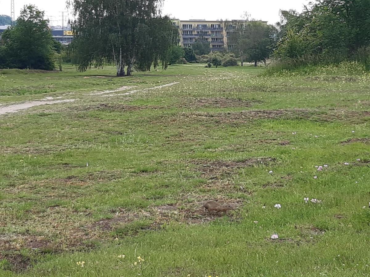 Apartment Park Radouc - 60M2 Mladá Boleslav Zewnętrze zdjęcie